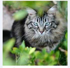 Lost Cat