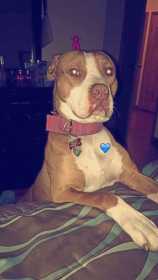 Lost Dog