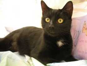 Lost Cat