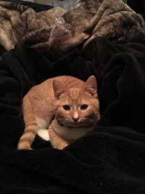 Lost Cat
