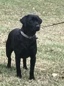 Lost Dog