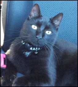 Lost Cat