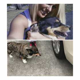 Lost Dog