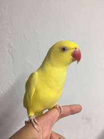 Lost Indian Ringneck Parakeet