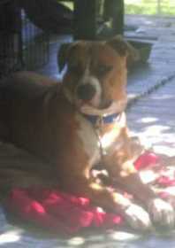 Lost Dog