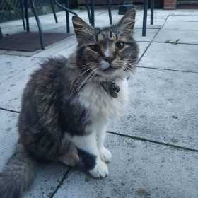 Lost Cat