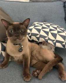Lost Cat