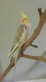 Lost Cockatiel