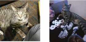 Lost Cat