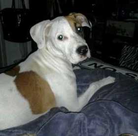 Lost Dog