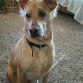 Lost Dog