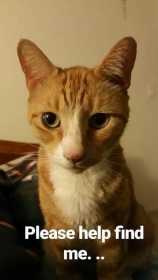 Lost Cat
