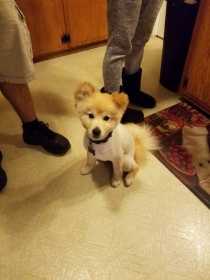 Lost Dog