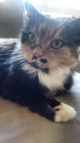 Lost Cat