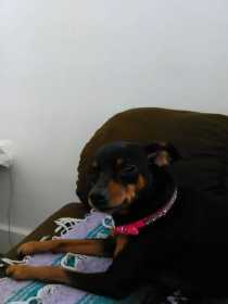 Lost Dog