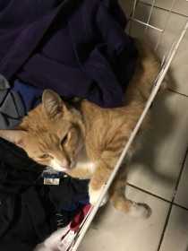 Lost Cat