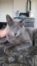 Lost Cat