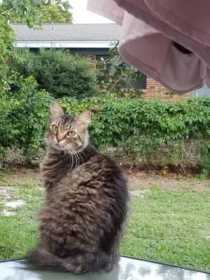 Lost Cat