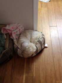 Lost Dog