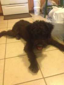 Lost Dog