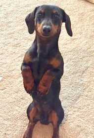 Lost Dog