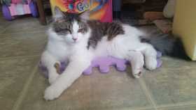 Lost Cat