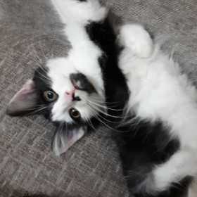 Lost Cat