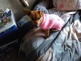 Lost Dog