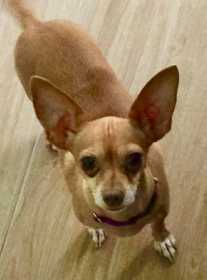 Lost Dog