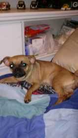 Lost Dog