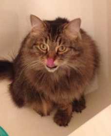 Lost Cat