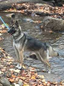 Lost Dog