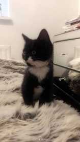 Lost Cat