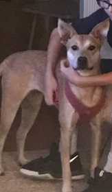 Lost Dog