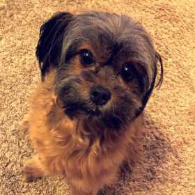 Lost Dog