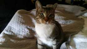 Lost Cat