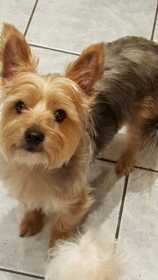 Lost Dog
