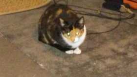 Lost Cat