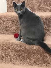 Lost Cat