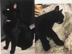 Lost Cat