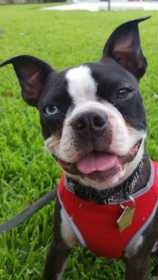 Lost Dog