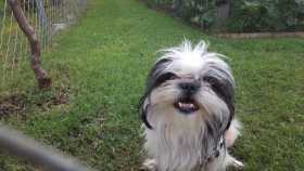 Lost Dog