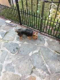 Lost Dog