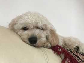 Lost Dog