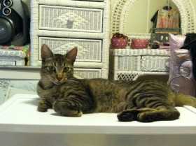 Lost Cat