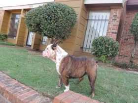 Lost Dog