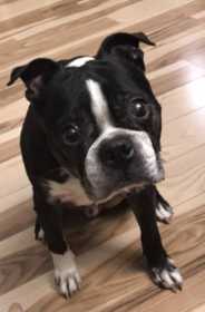 Lost Dog