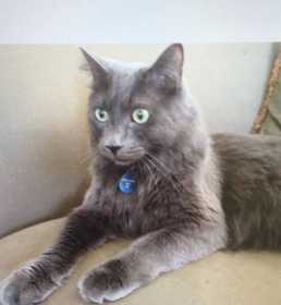 Lost Cat