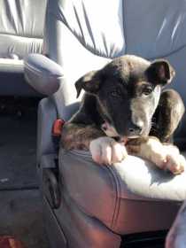 Lost Dog