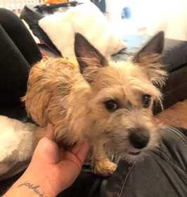 Lost Dog